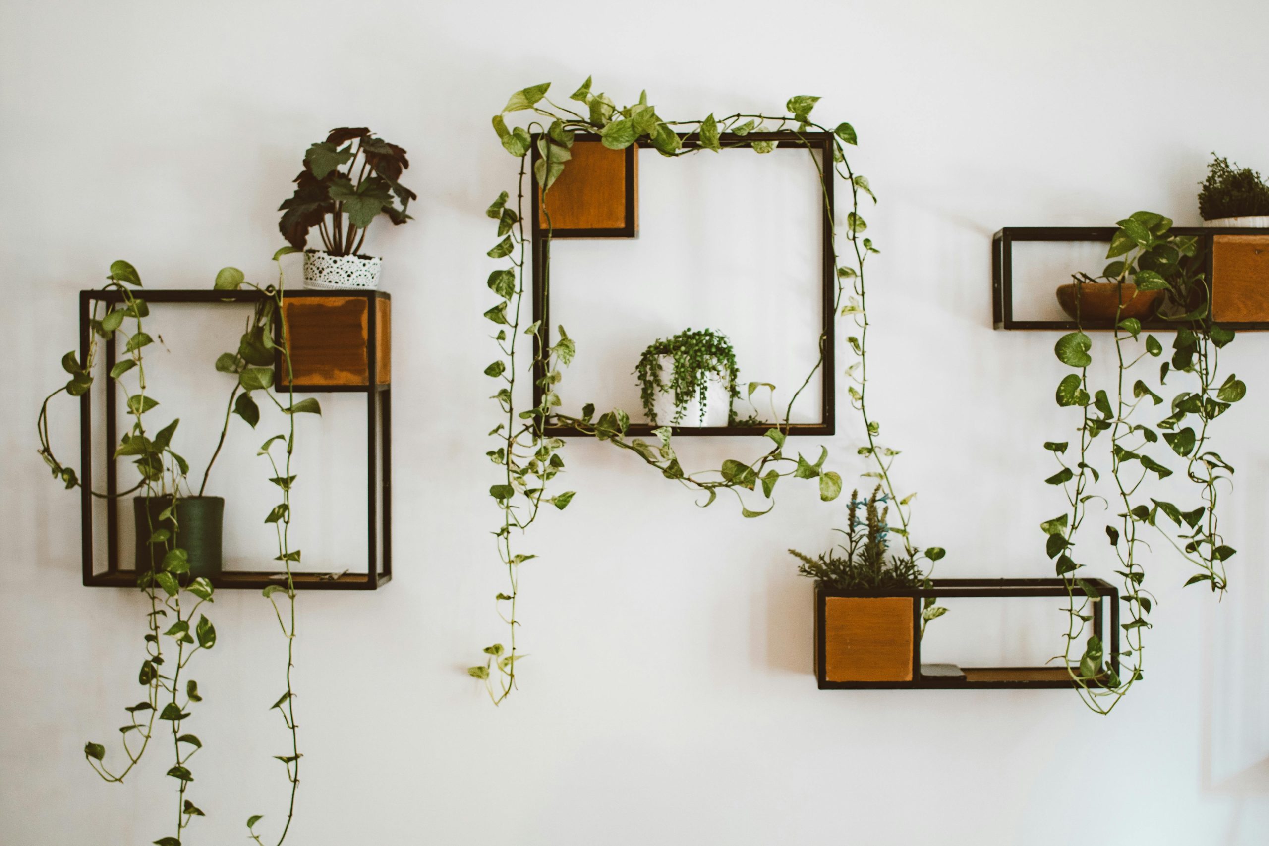 Elegant indoor plant display with hanging ivy and wooden shelves for stylish home decor.